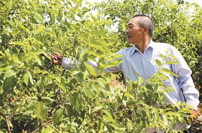 科技赋能，生态果园的未来新图景——雪鹏科技的智慧农业实践